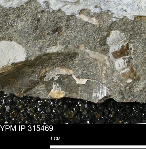 undet. Mollusca