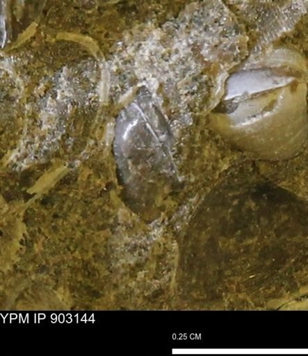 undet. Mollusca