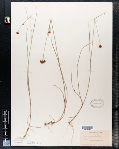 Rhynchospora alba