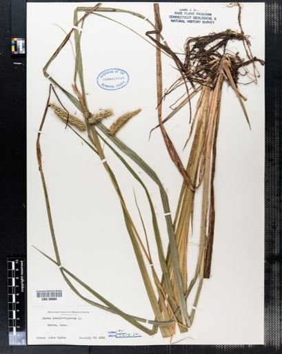 Carex pseudocyperus