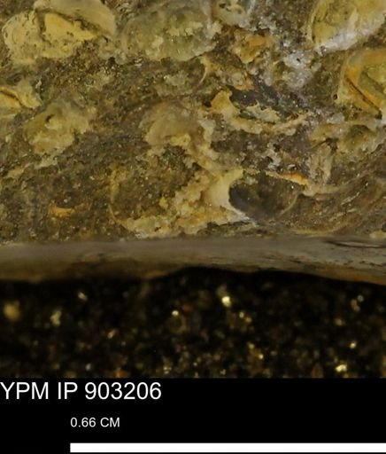 undet. Mollusca