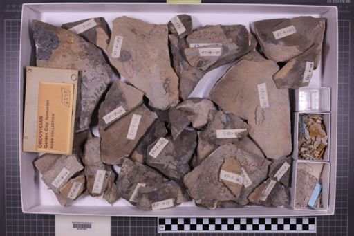 mixed taxa, stratigraphic collection