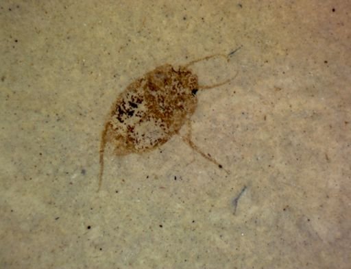 undet. Coleoptera