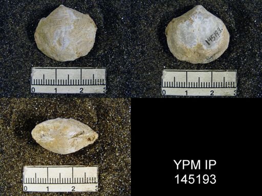 Athyris capillata