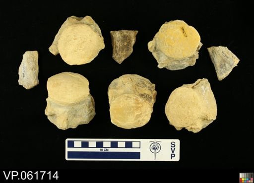 undet. Mosasauridae