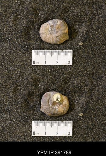 Scaphites whitfieldi