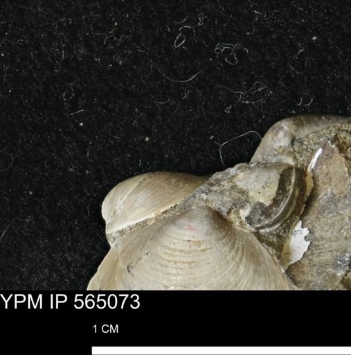 Limopsis striatopunctatus