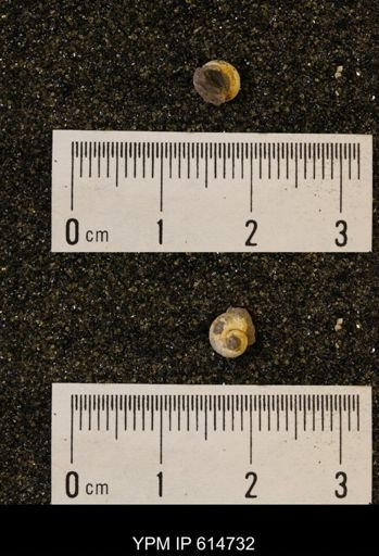 Euspira sp.