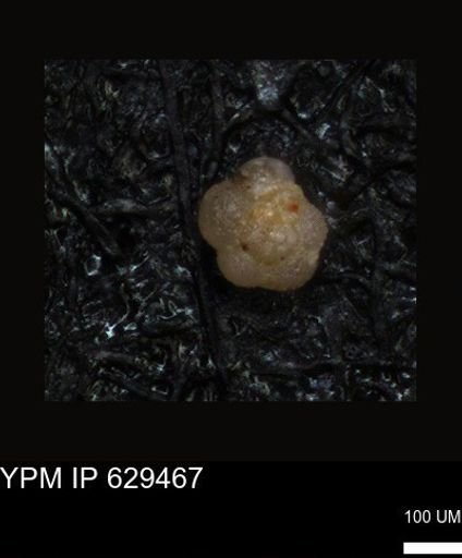 undet. Foraminiferida