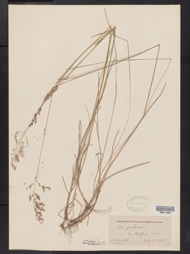 Poa pratensis