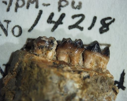 Ptilodus wyomingensis