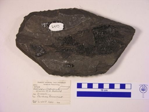 Redfieldia gracilis