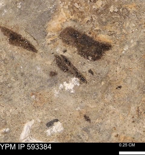 taxon undetermined