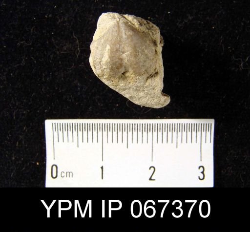 Delthyris perlamellosa