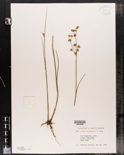 Juncus canadensis