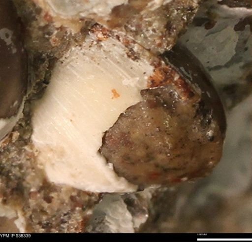 Corbulamella gregaria