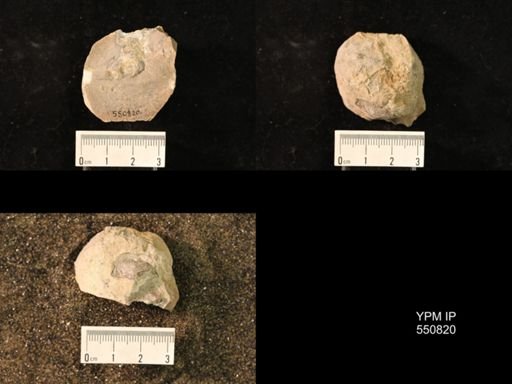 Marginifera wabashensis