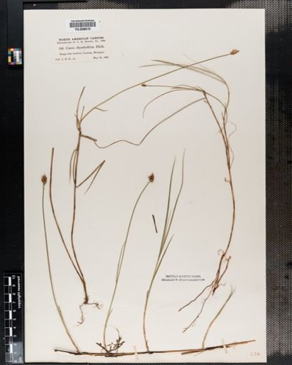 Carex chordorrhiza