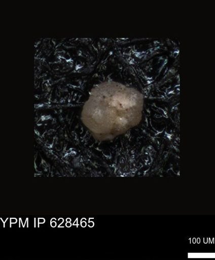 undet. Foraminiferida