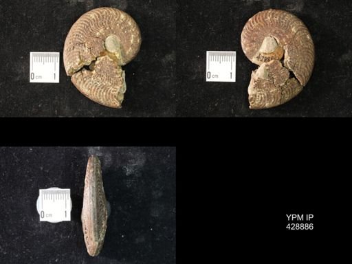 undet. Ammonoidea