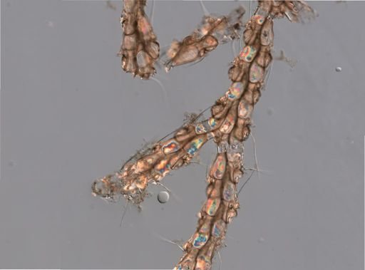 Bryozoa