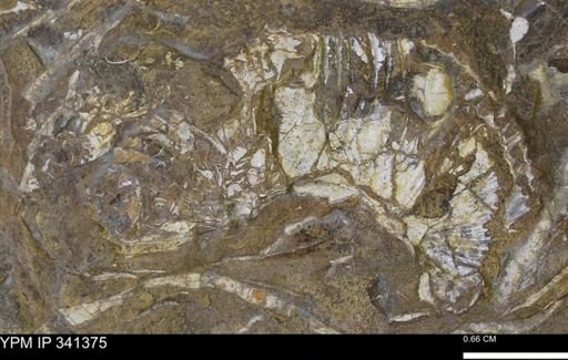 Scaphites sp.