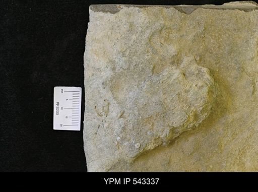 undet. Ichnofossil