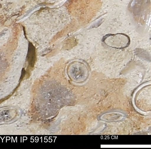 Serpulidae