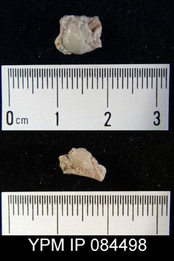 Parmorthis elegantula