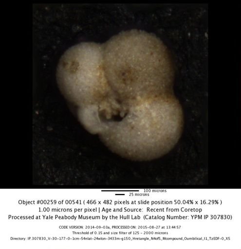 undet. Foraminiferida