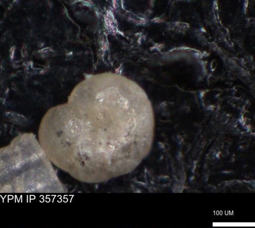 undet. Foraminiferida