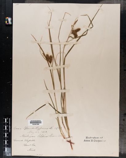 Carex pseudocyperus