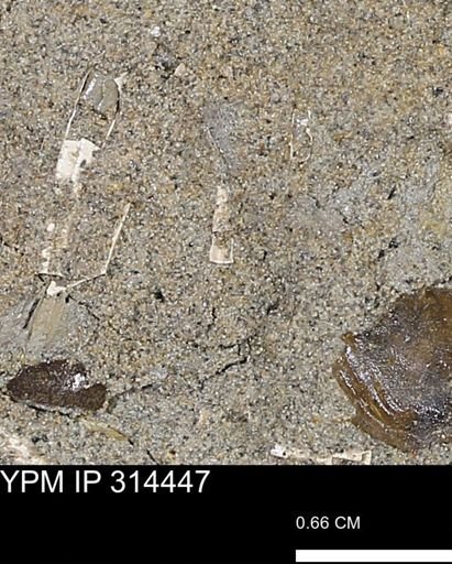 undet. Scaphopoda