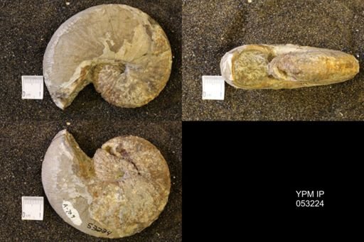 Discoscaphites conradi