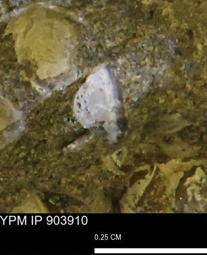 undet. Bivalvia