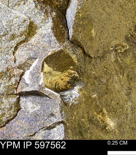undet. Mollusca