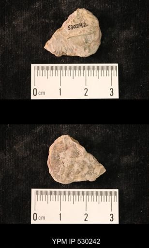 Elrathia kingi
