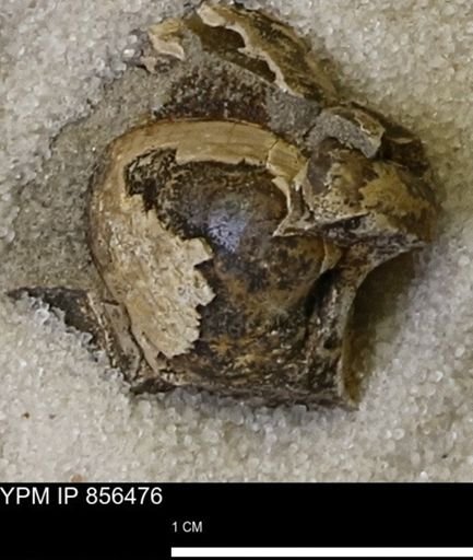 Limopsis striatopunctatus