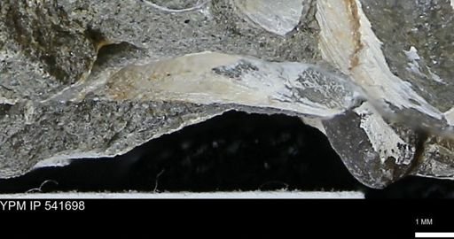 Limopsis striatopunctatus