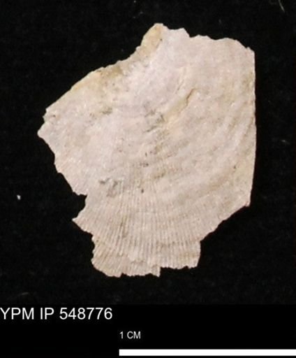 Stropheodonta perplana
