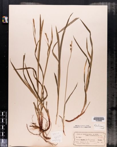Carex hirtifolia