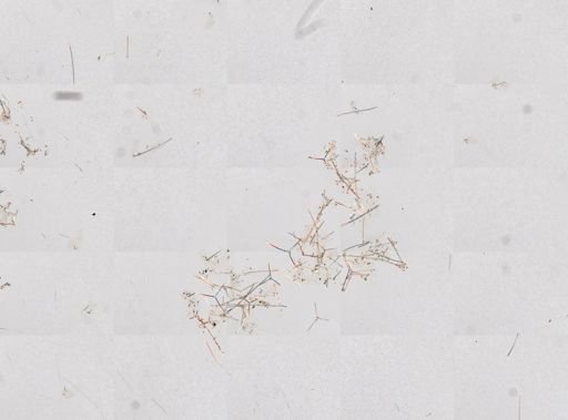 Clathrina cancellata