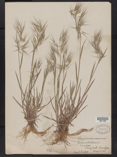 Bromus tectorum