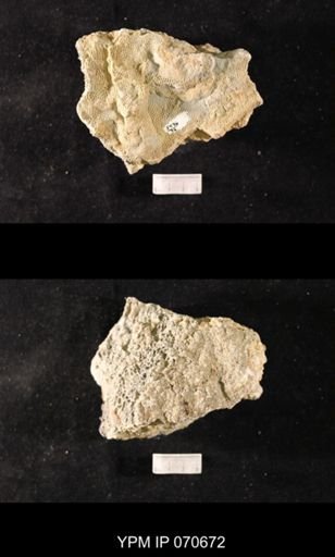 Favosites? louisvillensis
