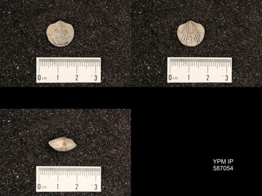 Atrypa reticularis