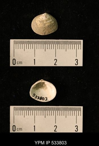Macoma groenlandica