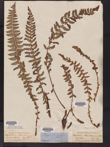 Polystichum