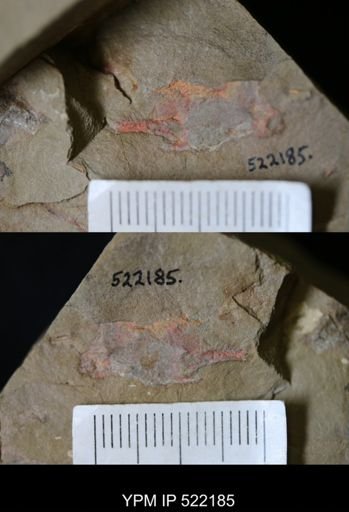 undet. Stelleroidea