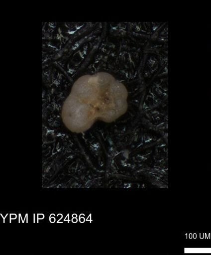 undet. Foraminiferida