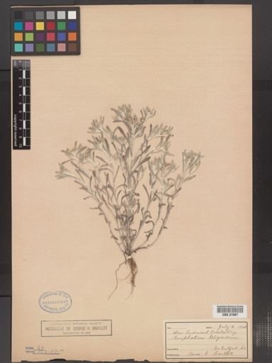 Gnaphalium uliginosum